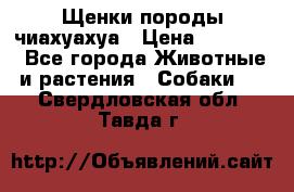 Щенки породы чиахуахуа › Цена ­ 12 000 - Все города Животные и растения » Собаки   . Свердловская обл.,Тавда г.